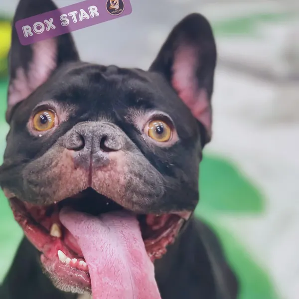 Rox Star: black French Bulldog with a big smile at K9 Rox Club